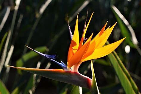 Bird of Paradise 